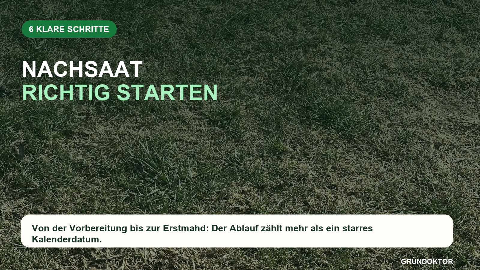 Ausgedünnte Rasenfläche mit einer kompakten Schrittfolge für Prüfen, Säen und Pflegen bei der Herbstnachsaat.